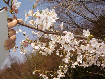 0842「染井吉野」＜実際の桜花は白に近い＞