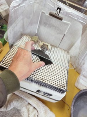 ステンドグラス専用のルーター（グラインダー）で断面を滑らかに研磨します