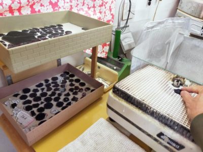 ブドウの実のピースもどんどん研磨していきます